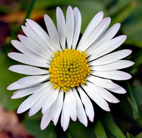 小雛菊種子|雛菊(Daisy（植物雛菊的英文名）):形態特徵,生長習性,。